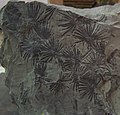 Annularia stellata, another Carboniferous plant fossil