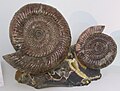 More lower Cretaceous ammonites